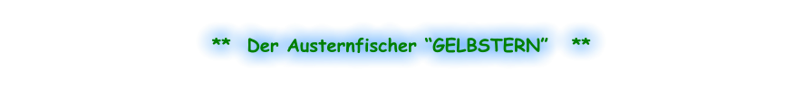 **  Der Austernfischer “GELBSTERN”   **
